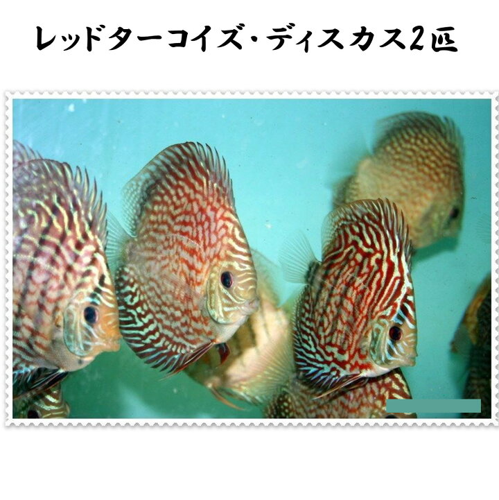 楽天市場】【送付無料・お買い得】レッドターコイズ・ディスカス 6cm 