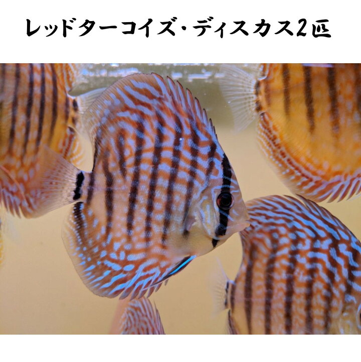 楽天市場】【送付無料・お買い得】レッドターコイズ・ディスカス 6cm 