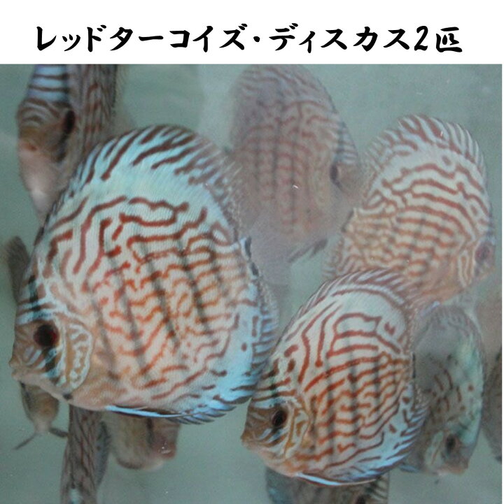 楽天市場】【送付無料・お買い得】レッドターコイズ・ディスカス 6cm 
