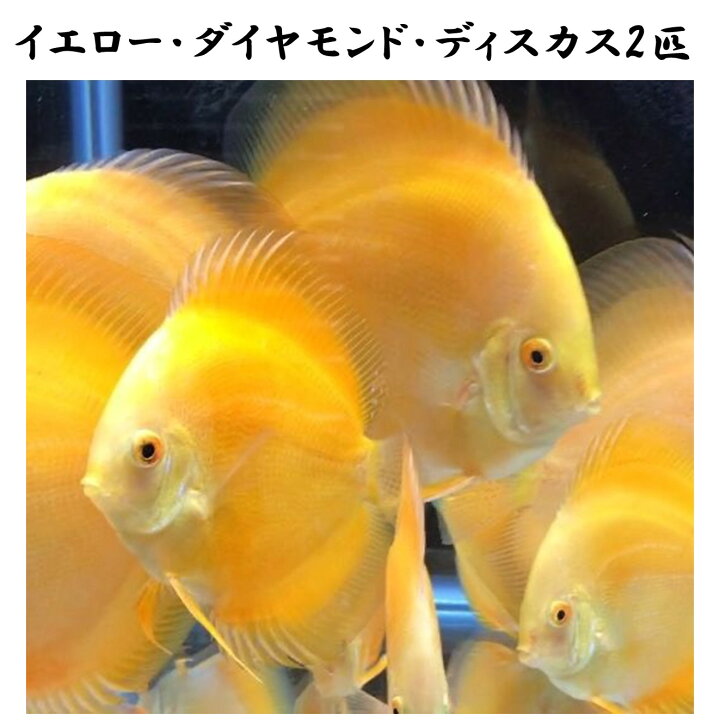 楽天市場】【送付無料・お買い得】イエローダイヤモンドディスカス 約 