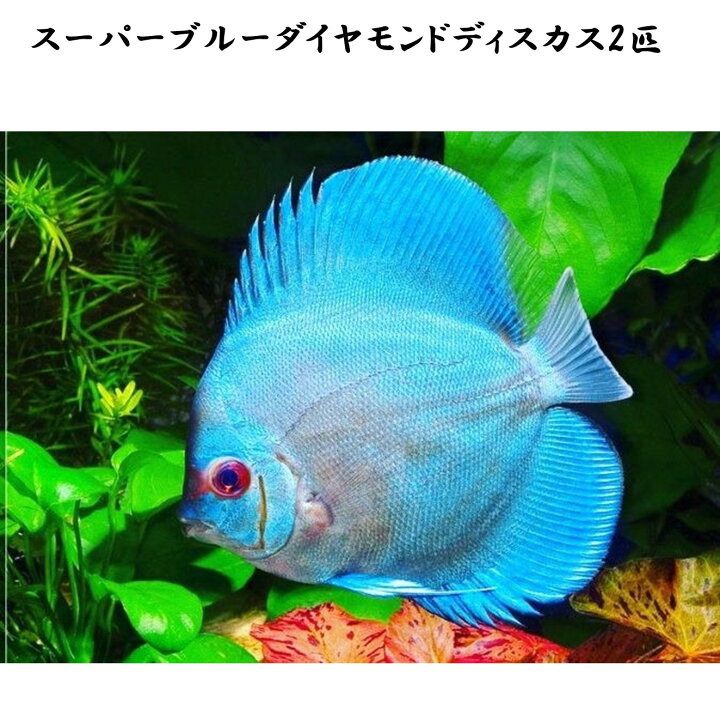 楽天市場】【送付無料・お買い得】スーパーブルーダイヤモンド 