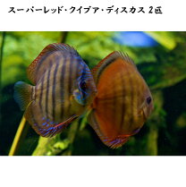 楽天市場】ワイルド ディスカス（熱帯魚・アクアリウム｜ペット 