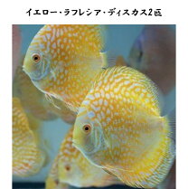 楽天市場】イエロー パール ラフレシア ディスカスの通販