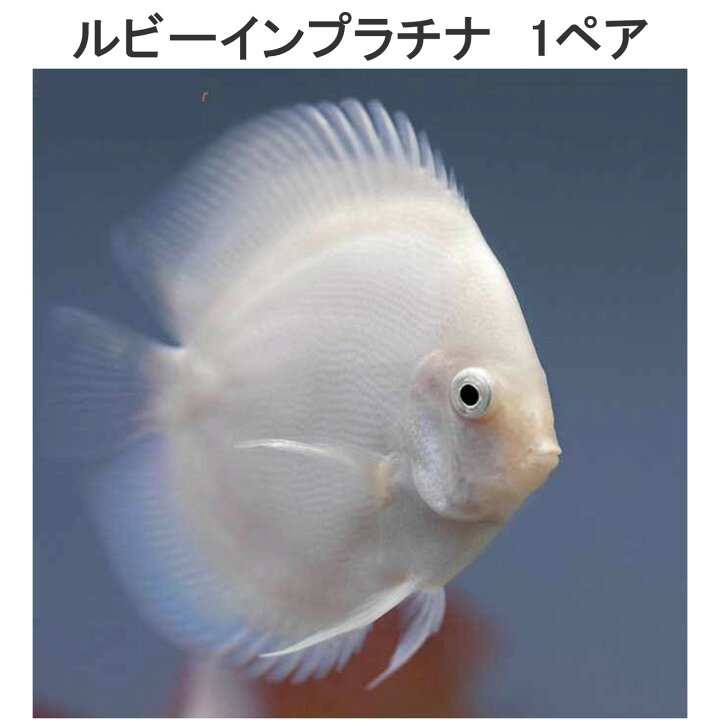 楽天市場】【送付無料・お買い得】ルビーインプラチナディスカス 6cm 