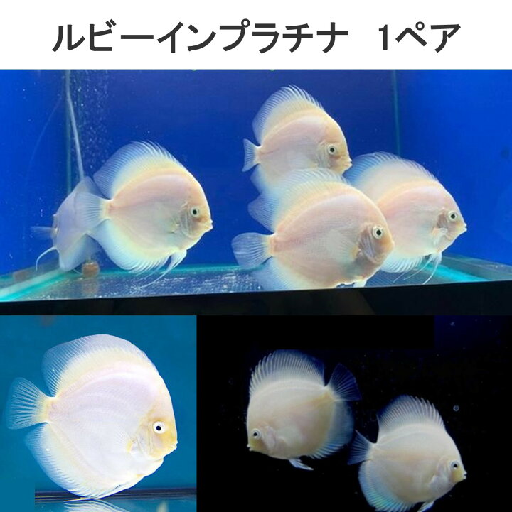 楽天市場】【送付無料・お買い得】ルビーインプラチナディスカス 6cm 