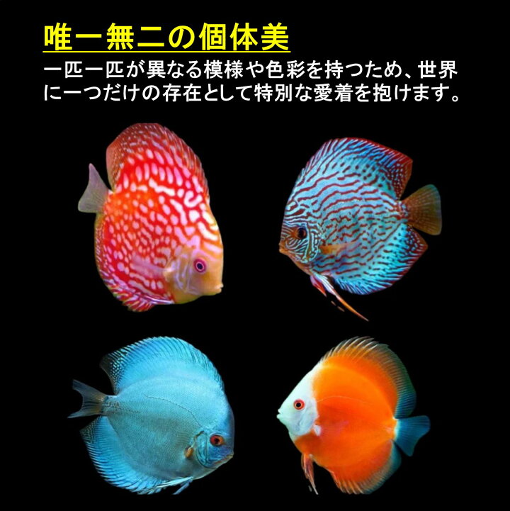 楽天市場】【送付無料・お買い得】レッドレオパードディスカス（2匹 