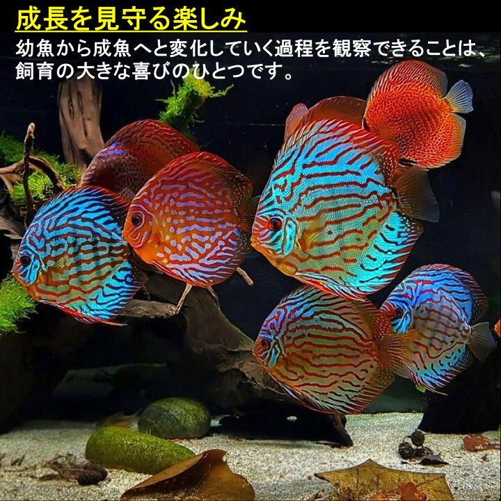 楽天市場】【送付無料・お買い得】レッドレオパードディスカス（2匹 