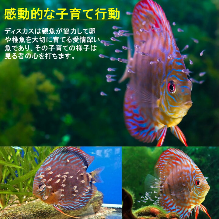 楽天市場】【送付無料・お買い得】レッドパンダディスカス（2匹セット 