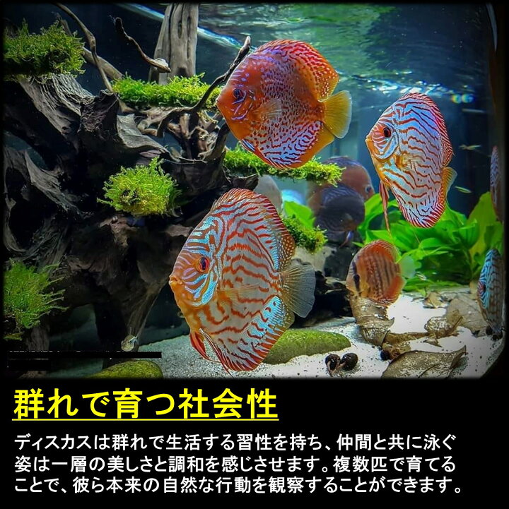 楽天市場】【送付無料・お買い得】ローズレッドディスカス 約6〜7cm (2 