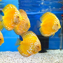 楽天市場】観賞魚（種（観賞魚）ディスカス,エンゼルフィッシュ 