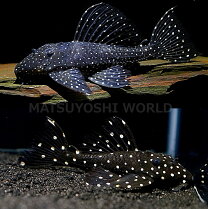 楽天市場】ゲオファーガス・スベニ（観賞魚｜熱帯魚・アクアリウム 