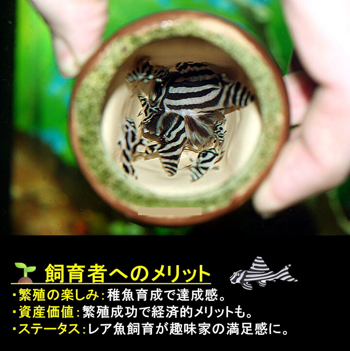 楽天市場】【送付無料・お買い得】☆レビュー記入実施中 オマケの餌を 