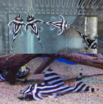 楽天市場】ゼブラプレコ（熱帯魚・アクアリウム｜ペット・ペットグッズ 