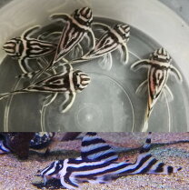 楽天市場】インペリアルゼブラプレコ（観賞魚｜熱帯魚・アクアリウム 