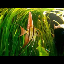 楽天市場】アルタムエンゼル 熱帯魚の通販