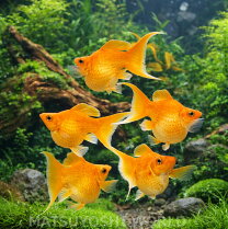 楽天市場】2匹 熱帯魚の通販