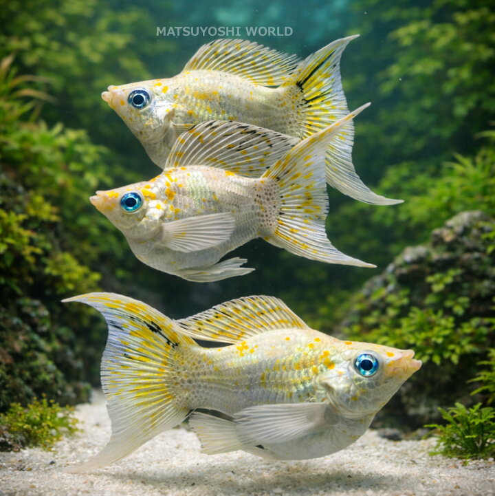 ブルーアイサクラバルーンモーリー, 熱帯魚, イエロー×ホワイト, 観賞 