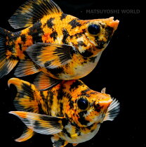 楽天市場】2匹 熱帯魚の通販