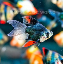 楽天市場】2匹 熱帯魚の通販