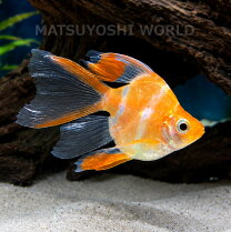 楽天市場】2匹 熱帯魚の通販