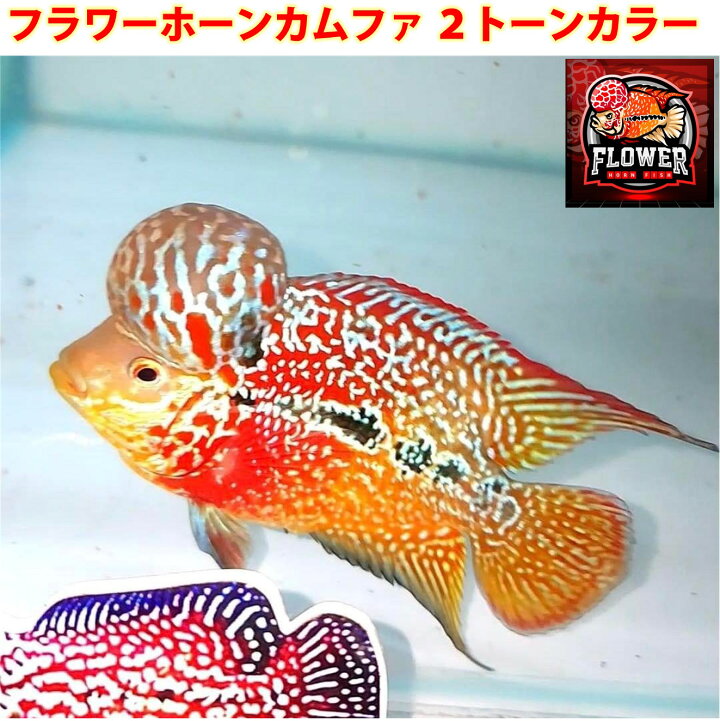 楽天市場】【送付無料・お買い得】フラワーホーン カムファ 2トーン 