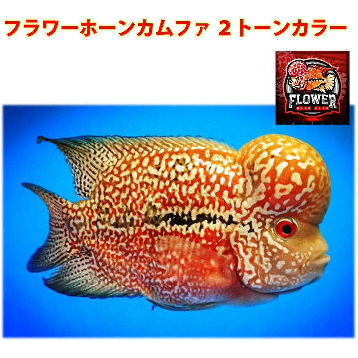 楽天市場】【送付無料・お買い得】フラワーホーン カムファ 2トーン 