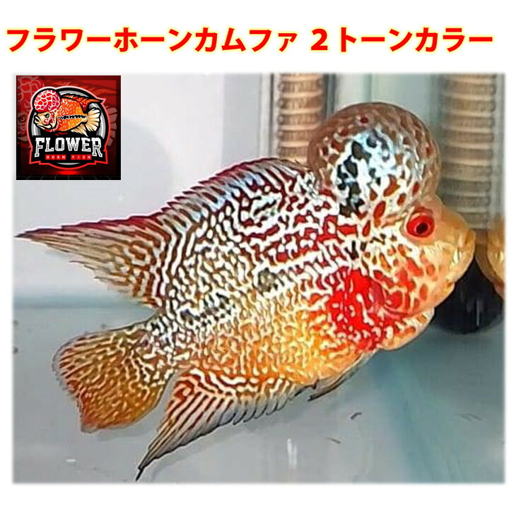 楽天市場】【送付無料・お買い得】フラワーホーン カムファ 2トーン 