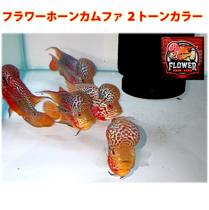 楽天市場】【送付無料・お買い得】フラワーホーン カムファ 2トーン 