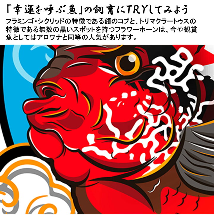 楽天市場】【送付無料・お買い得】フラワーホーン カムファ 2トーン 