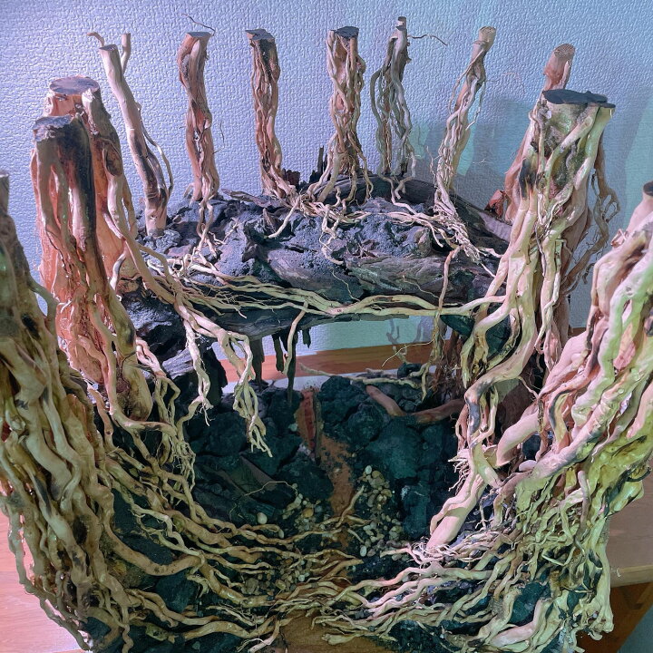 楽天市場】中型空洞型熱帯雨林のバニヤン流木 (水槽専用アート  