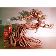 【お買い得・送料無料】昇天の龍盆栽流木（水槽専用アート流木）盆栽アート　盆栽　アクアリウム 流木　…