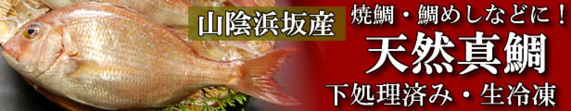 山陰浜坂産　下処理済・生冷凍・天然真鯛