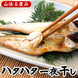 ハタハタ一夜干し（冷凍）特大より大きいサイズ　6匹入り（山陰沖産）希少なサイズです（干物・はたはた・白ハタ）