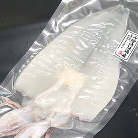 天日干し「白イカ」（冷凍）　特大　1枚　約250-300g　【浜坂産】　（白烏賊・白いか・ケンサキ・けんさき）