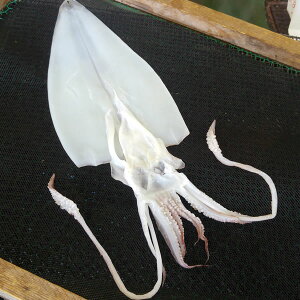 天日干し「白イカ」(冷凍) 超特大 1枚 約400-450g 【浜坂産】 (白烏賊・白いか・ケンサキ・けんさき)