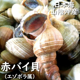 赤バイ貝（生）　殻付き約500g前後（2-5個入）【兵庫県浜坂産】（ばい・エゾボラモドキ・つぶ・ツブ 生食 刺身 さしみ 産地直送 お取り寄せ 兵庫 浜坂港 下処理）