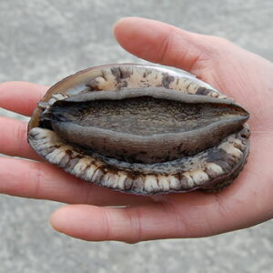 VRсyⓀz1@80gO@iRAlYj@Xe[LɁIo[xL[ɁIiArA鸁j