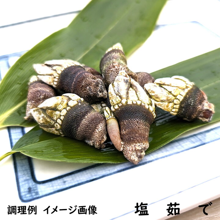 楽天市場】亀の手（カメノテ）【冷凍】選りすぐり大〜特大サイズ 500g 