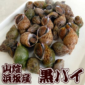 湯通し済・クロバイ（煮付け用）【冷凍】約500g【兵庫県浜坂産】くろばい・黒ばい・黒バイ