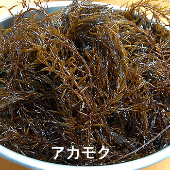 【楽天市場】海藻類 > アカモク(ギバサ):毎日漁港へ目利き一筋!かにの山米