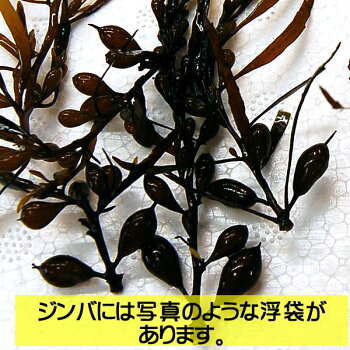 海草ジンバ草（じんば）【冷凍】約150g【浜坂産】希少な海藻!!神葉、神馬草（じんばそう）、銀葉草（ぎんばそう）