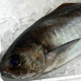 楽天市場 目鯛 メダイの通販