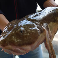 楽天市場 鮮魚 は行 は ババア キツネダラ タナカゲンゲ 毎日漁港へ目利き一筋 かにの山米