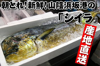 楽天市場 鮮魚 さ行 し シイラ 毎日漁港へ目利き一筋 かにの山米