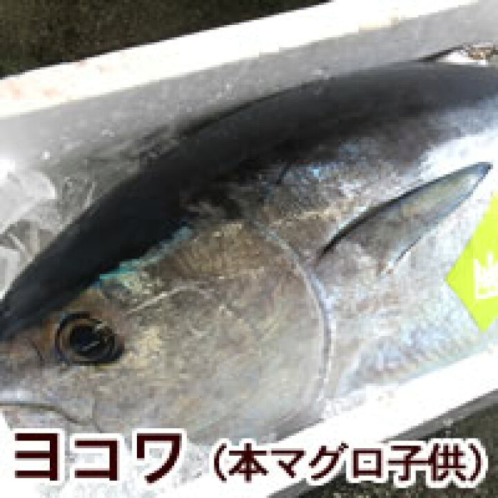楽天市場 脂あります 刺身用 炙りヨコワ 本マグロの子 冷凍 片身分 480 540ｇ 兵庫浜坂産 よこわ まぐろ 鮪 刺身 よこわ 炙り フィレ 毎日漁港へ目利き一筋 かにの山米
