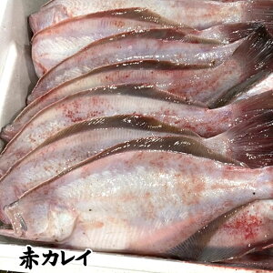 赤 カレイ 冷凍の人気商品 通販 価格比較 価格 Com