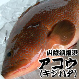 超高級魚　アコウ　1尾　約34-36cm （生冷凍・調理済み）　【浜坂産】(キジハタ、アカミズ、赤水)