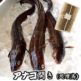 アナゴ生開き【冷凍】原体が45-50cm前後の穴子です。【浜坂産】とれたてを開いて冷凍してます！（あなご）