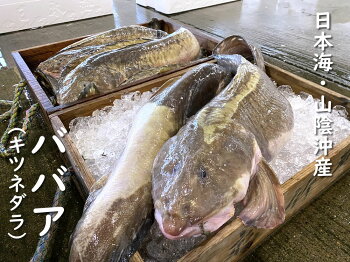 楽天市場 鮮魚 は行 は ババア キツネダラ タナカゲンゲ 毎日漁港へ目利き一筋 かにの山米