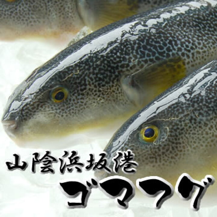 楽天市場 ゴマフグむき身 冷凍 ２ ３尾入で約600 650ｇ入 浜坂産 大小あり 真空パック ごまふぐ 河豚 毎日漁港へ目利き一筋 かにの山米